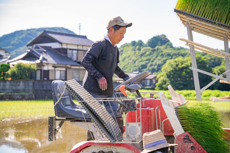 愛媛県鬼北町のふるさと納税 谷口さん家のコシヒカリ 5kg | ご飯 白米 お米 5kg 令和7年産 精米済み 愛媛県鬼北町 ※離島への配送不可 ※2025年9月下旬頃より順次発送予定