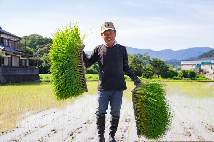 愛媛県鬼北町のふるさと納税 谷口さん家のコシヒカリ 5kg | ご飯 白米 お米 5kg 令和7年産 精米済み 愛媛県鬼北町 ※離島への配送不可 ※2025年9月下旬頃より順次発送予定