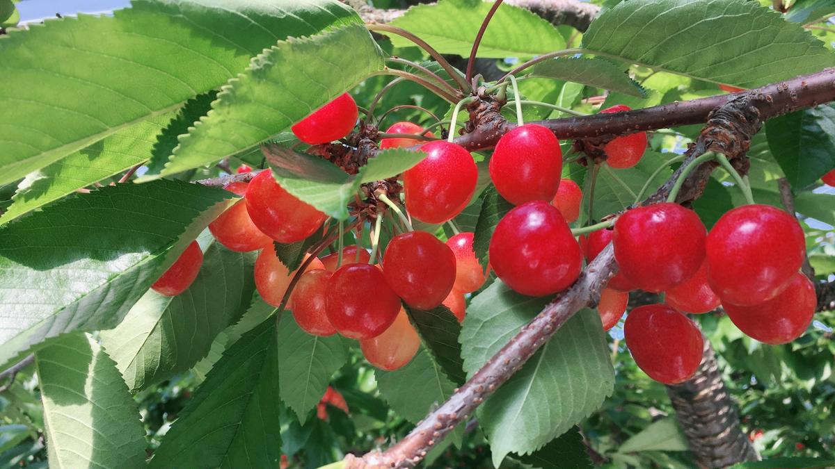 [先行受付] 数量限定 北海道 仁木町産 果肉がプリ しっかり大粒 甘い さくらんぼ 紅秀峰 600g Lサイズ以上 リピーター 朝採り 甘み ジューシー サクランボ チェリー フルーツ 果物 果物類 仁木町 仁木 [鶴田農園]