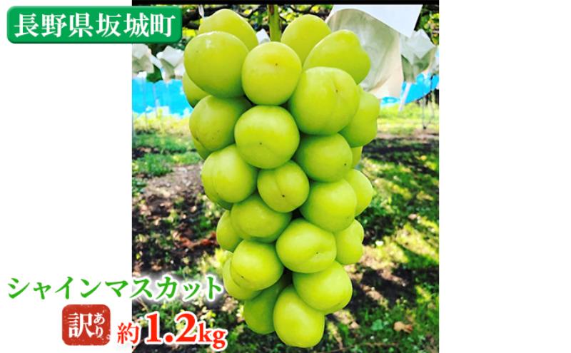 y쌧钬z①VC}XJbg 1.2kg  Gi Vʎ Ԃǂ  }XJbg uhE t[c ʕ VC ʕ
