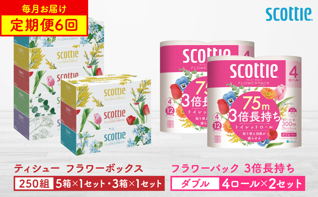 [定期便6回][毎月お届け][スコッティ]ティシュー フラワーボックス 250組(5箱パック×1セット・3箱パック×1セット)+フラワーパック 3倍長持ち(4ロール(ダブル)パック×2セット)ティッシュ トイレットペーパー 日用品 ストック