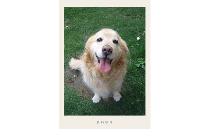 小さな油絵で大切なペットを描きます（18×18cm・背景無地）