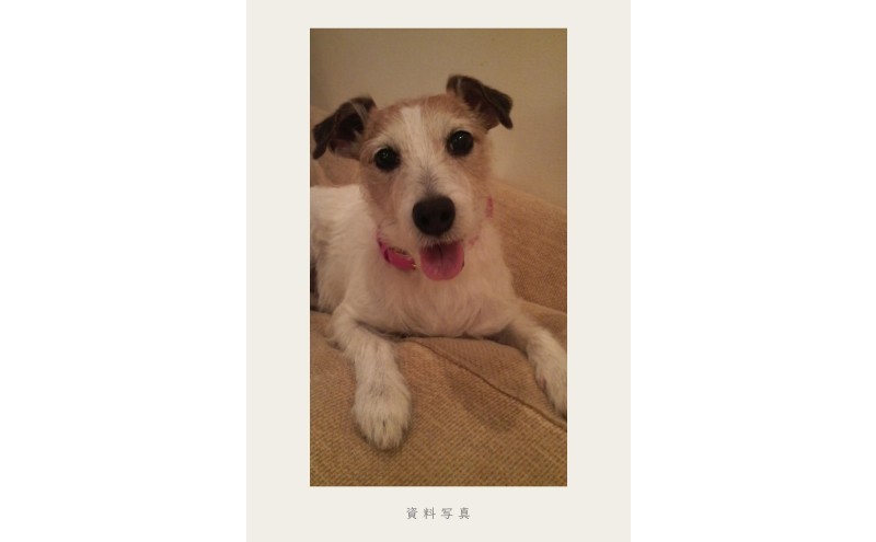 小さな油絵で大切なペットを描きます（18×18cm・背景あり）