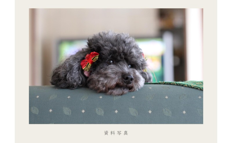 小さな油絵で大切なペットを細密に描きます（18×18cm・背景無地）