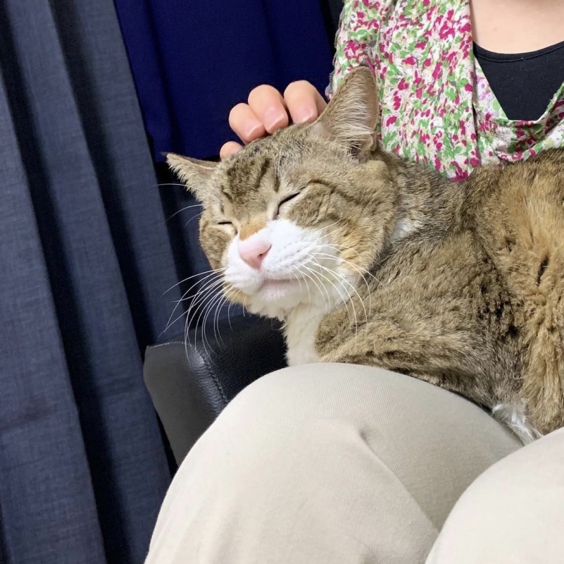 小さな油絵で大切なペットを細密に描きます（18×18cm・背景無地）