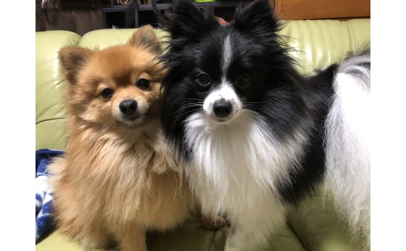 油絵で大切なペットを描きます（33×24cm・背景あり）