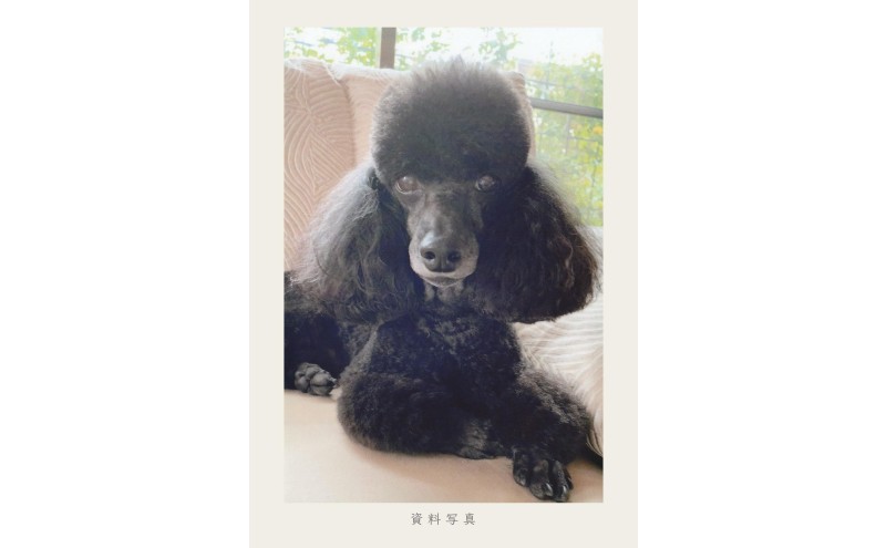 油絵で大切なペットを描きます（33×24cm・背景あり）