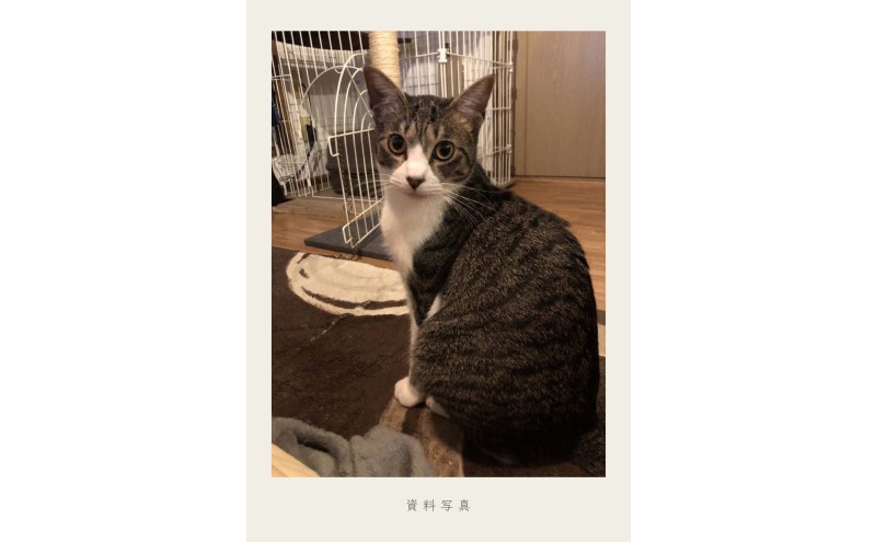 油絵で大切なペットを細密に描きます（33×24cm・背景あり）