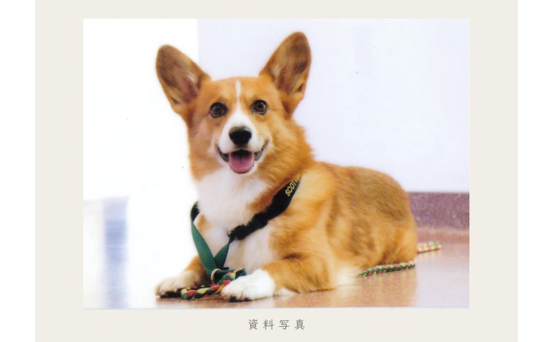 油絵で大切なペットを細密に描きます（41×32cm・背景無地）