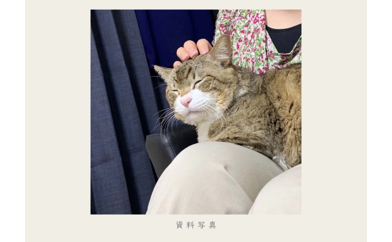 油絵で大切なペットを細密に描きます（41×32cm・背景無地）