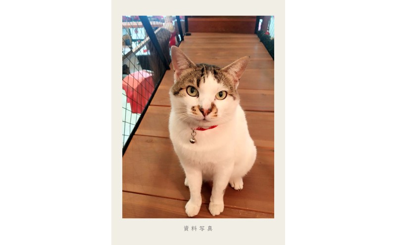 油絵で大切なペットを細密に描きます（53×46cm・背景無地）