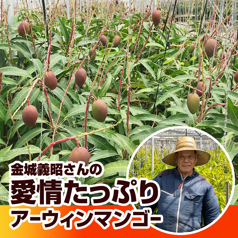 沖縄県南風原町のふるさと納税 【2026年発送】金城義昭マンゴー農園　アーウィンマンゴー家庭用1.5kg