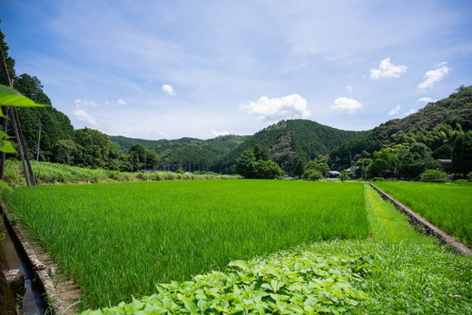 愛媛県鬼北町のふるさと納税 【おにぎり専門店御用達！】藤城さん家のミルキークイーン5kg【令和7年産】 ｜ ご飯 白米 お米 5kg 令和7年 定期便 令和7年産 精米済み 愛媛県鬼北町　※2025年9月下旬頃より順次発送予定