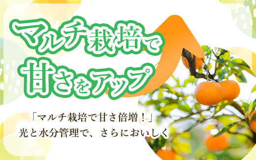 【まごころ手選別】和歌山産 有田みかん 10kg 家庭用(2S～2Lサイズ混合) ※2025年11月上旬～2026年1月下旬頃に順次発送予定