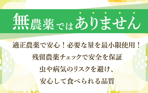 【まごころ手選別】和歌山産 有田みかん 2kg 1箱 (2S～Lサイズ混合) ※2025年11月上旬～2026年1月下旬頃に順次発送予定
