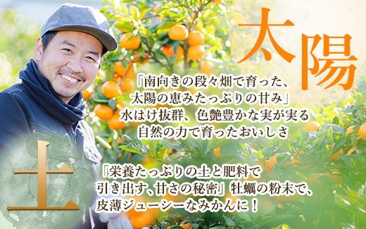 【まごころ手選別】和歌山産 有田みかん 5kg (2S～Lサイズ混合) ※2025年11月上旬～2026年1月下旬頃に順次発送予定