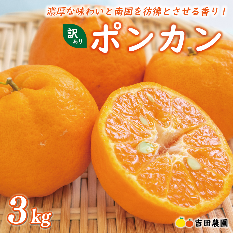 数量限定 先行予約 お試し用 訳あり ポンカン 3kg 7000円 みかん mikan 蜜柑 ミカン わけあり ぽんかん 産地直送 国産 農家直送 糖度 期間限定 特産品 ゼリー ジュース アイス 冷凍 みかん 等に 人気 限定 甘い フルーツ 果物 柑橘 ジューシー 小玉 含む 規格外 サイズ ミックス お試し 試供品 お試し品 少量 吉田農園 愛南町 愛媛県