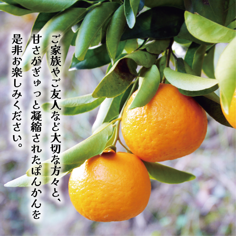 数量限定 先行予約 お試し用 訳あり ポンカン 3kg 7000円 みかん mikan 蜜柑 ミカン わけあり ぽんかん 産地直送 国産 農家直送 糖度 期間限定 特産品 ゼリー ジュース アイス 冷凍 みかん 等に 人気 限定 甘い フルーツ 果物 柑橘 ジューシー 小玉 含む 規格外 サイズ ミックス お試し 試供品 お試し品 少量 吉田農園 愛南町 愛媛県