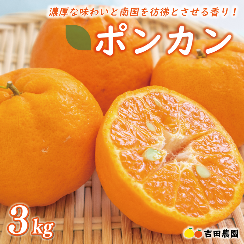 【愛媛県愛南町】数量限定 先行予約 お試し用 ポンカン 3kg 9000円 みかん mikan 蜜柑 ミカン ぽんかん 産地直送 国産 農家直送 糖度 期間限定 数量限定 特産品 ゼリー ジュース アイス 冷凍 みかん 等に 人気 限定 甘い フルーツ 果物 柑橘 ビタミン 健康 美味しい おいしい