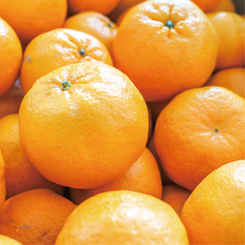 数量限定 先行予約 お試し用 ポンカン 3kg 9000円 みかん mikan 蜜柑 ミカン ぽんかん 産地直送 国産 農家直送 糖度 期間限定 数量限定 特産品 ゼリー ジュース アイス 冷凍 みかん 等に 人気 限定 甘い フルーツ 果物 柑橘 ビタミン 健康 美味しい おいしい ジューシー 小玉 含む お試し 試供品 お試し品 少量 吉田農園 愛南町 愛媛県