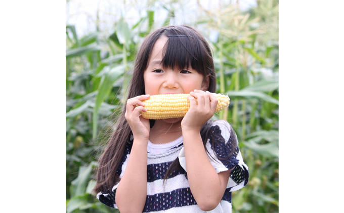 【ふるプレ限定品】 2026年発送 北海道富良野産 生で食べられる とうもろこし【恵味(めぐみ)】 12本　(スイートベジタブルファクトリー) とうきび コーン 野菜 新鮮 甘い ジューシー 贈り物 ギフト 道産 直送 ふらの