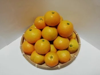 和歌山のみかん　（日高郡産） ※2025年10月下旬～12月下旬頃に順次発送予定 ※北海道・沖縄・離島への配送不可