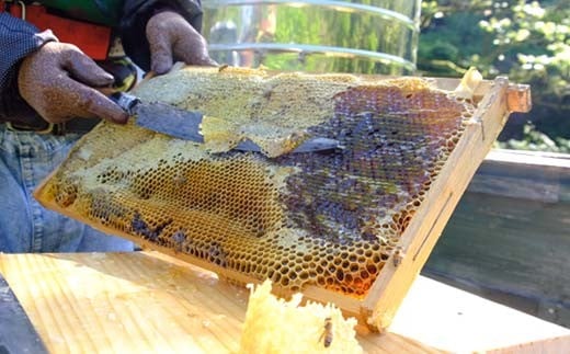 石川県産はちみつ あかしあ 400g ハチミツ 蜂蜜 加工品 調味料 食品 F6P-2816