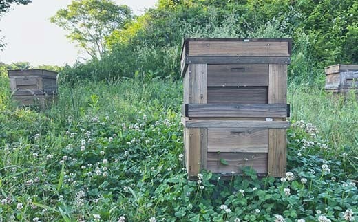 石川県産はちみつ あかしあ160g×桜と藤160g ハチミツ 蜂蜜 加工品 調味料 食品 F6P-2817