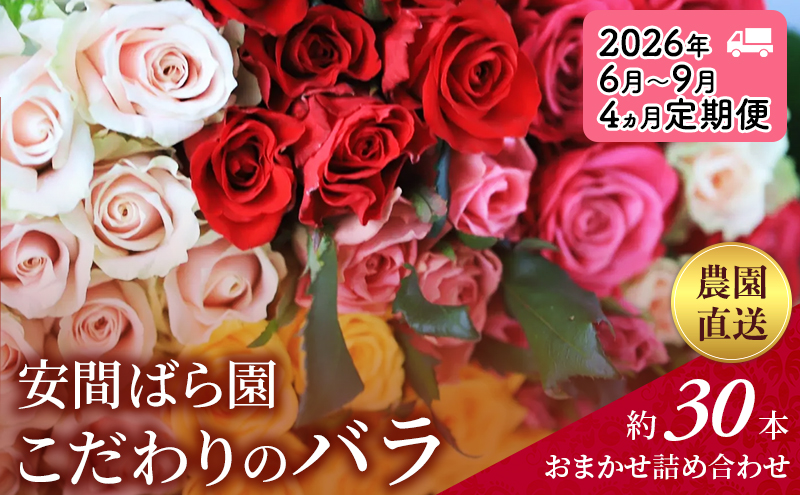 【静岡県袋井市】【2026年6月〜9月定期便】安間ばら園 こだわりの バラ おまかせ詰め合わせ約30本 4か月定期便 花 ギフト 誕生日 記念日 花束 プレゼント バラ フラワーギフト