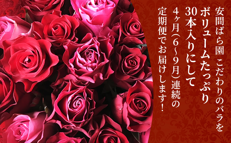 【2026年6月～9月定期便】安間ばら園 こだわりの バラ おまかせ詰め合わせ約30本 4か月定期便 花 ギフト 誕生日 記念日 花束 プレゼント バラ フラワーギフト