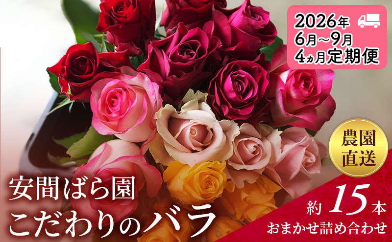 【2026年6月～9月定期便】安間ばら園 こだわりの バラ おまかせ詰め合わせ約15本 4か月定期便 花 ギフト 誕生日 記念日 花束 プレゼント バラ フラワーギフト