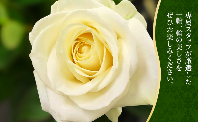 【2026年6月中旬から順次発送】安間ばら園 こだわりの バラ おまかせ詰め合わせ約30本入 クール便 花 ギフト 誕生日 記念日 花束 プレゼント バラ フラワーギフト