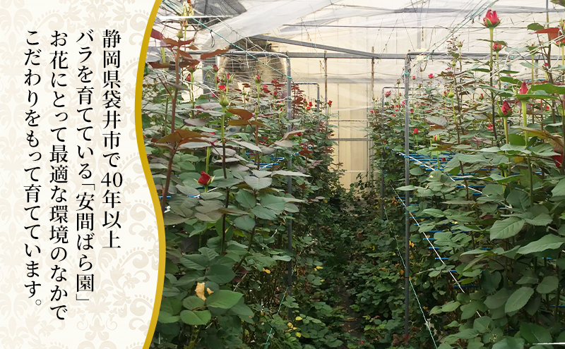 【2026年7月中旬から順次発送】安間ばら園 こだわりの バラ おまかせ詰め合わせ約30本入 クール便 花 ギフト 誕生日 記念日 花束 プレゼント バラ フラワーギフト