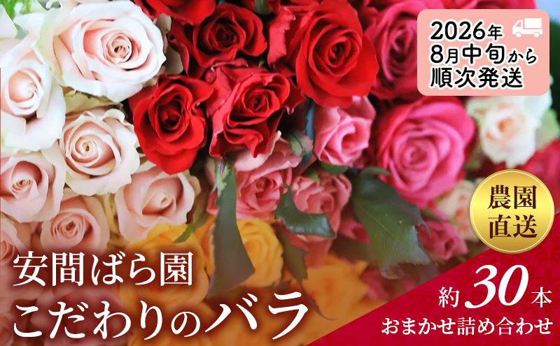 【静岡県袋井市】【2026年8月中旬から順次発送】安間ばら園 こだわりの バラ おまかせ詰め合わせ約30本入 クール便 花 ギフト 誕生日 記念日 花束 プレゼント バラ フラワーギフト