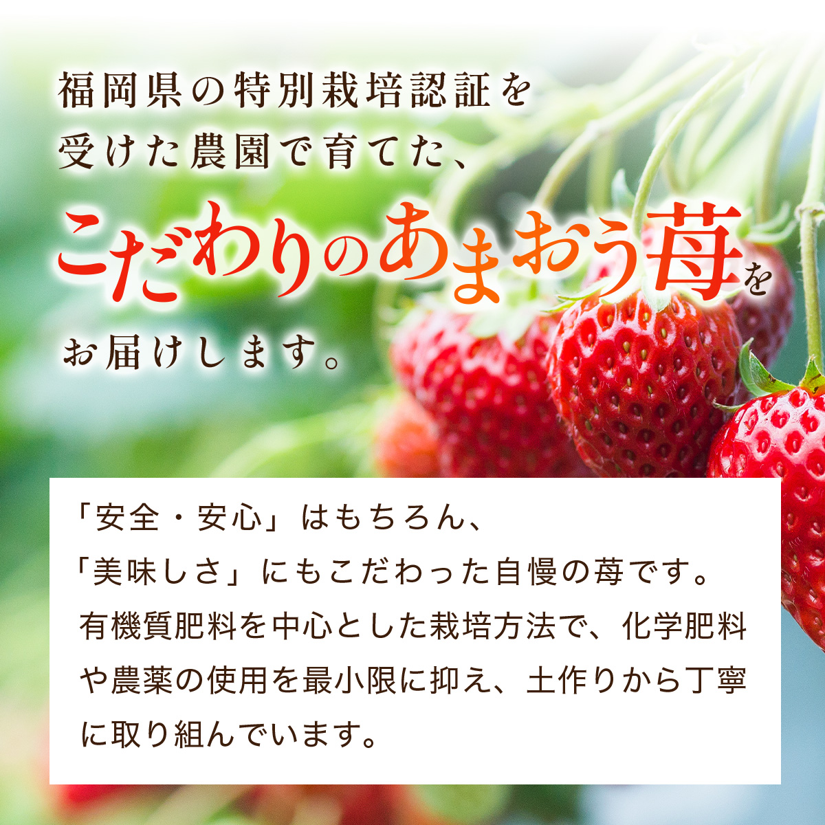 福岡県篠栗町のふるさと納税 福岡県産 特別栽培 あまおう サイズいろいろMIX 約1140g（約285g×4パック）【3月発送】 | 農園直送 アフター保証 先行予約 福岡産 送料無料 ケーキ ギフト お祝い 限定 季節限定 UN002