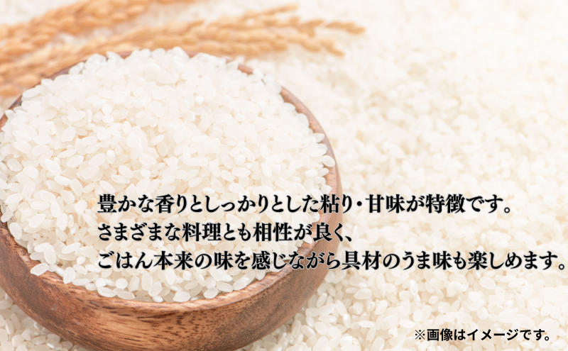 米 静岡コシヒカリ 5kg×2 コシヒカリ お米 白米 コメ 静岡県産