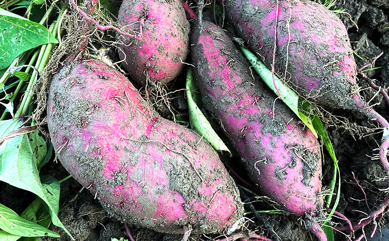 紅はるか 3kg サツマイモ 【11月以降順次発送】 　さつまいも 芋 京都府 南丹市