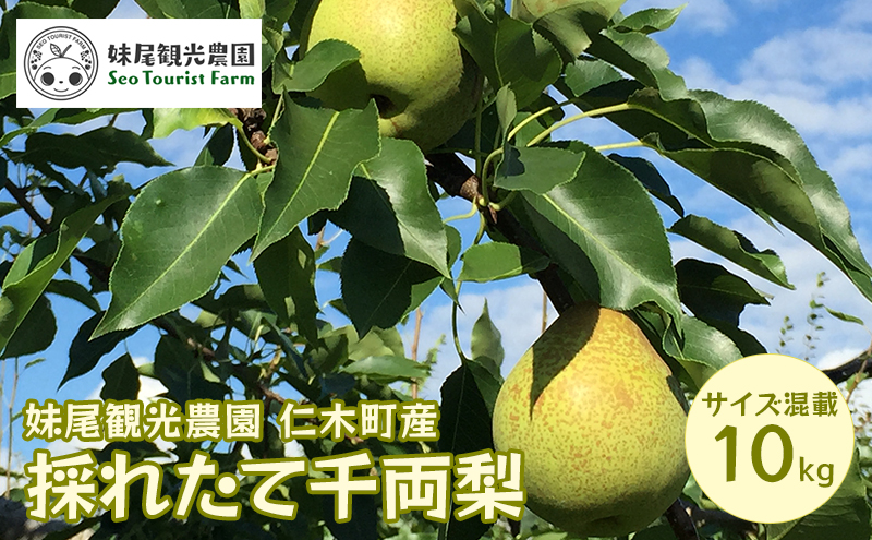 ホクレン北海道ななつぼし（精米10kg（5kg×2袋）） お米 米