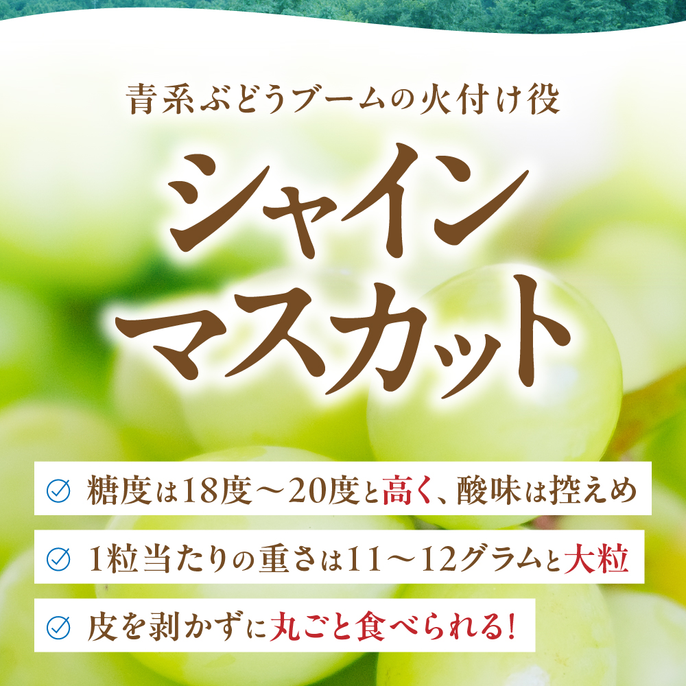山梨県甲斐市のふるさと納税 【2026年発送分】シャインマスカット「こだわり」１kg以上　先行予約　2～3房　人気　おすすめ　国産　贈答　ギフト　お取り寄せ　　山梨県産　産地直送　フルーツ　果物　くだもの　ぶどう　ブドウ　葡萄　シャイン　シャインマスカット　新鮮　CD-1
