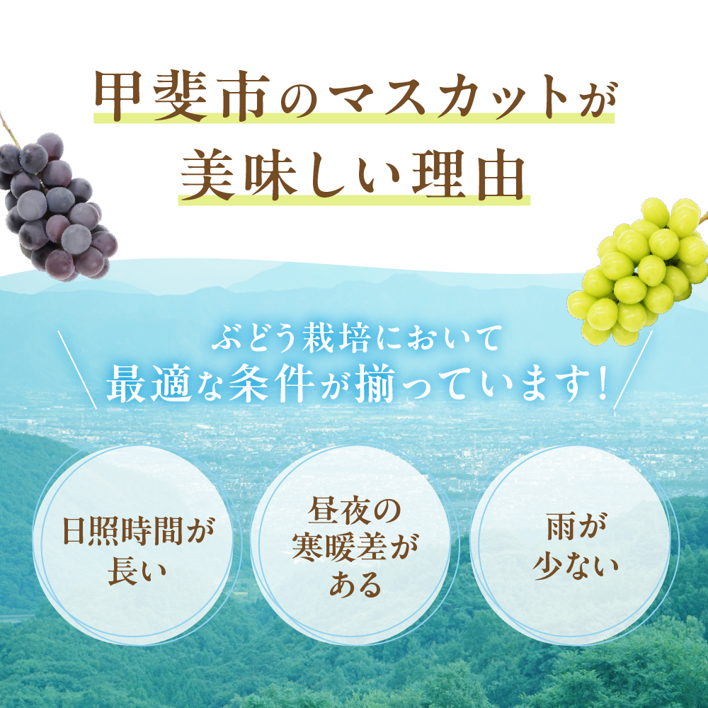 山梨県甲斐市のふるさと納税 【2025年発送】 最高級 シャインマスカット3～4房 約2.2kg 先行予約 山梨県産 産地直送 フルーツ 果物 くだもの ぶどう ブドウ 葡萄 シャイン シャインマスカット 新鮮 人気 おすすめ 国産 贈答 ギフト お取り寄せ 山梨 甲斐市 AN-12