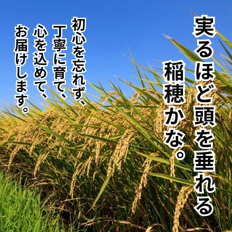 令和7年産新米 キヌヒカリ 5kg (精米) 明田のお米