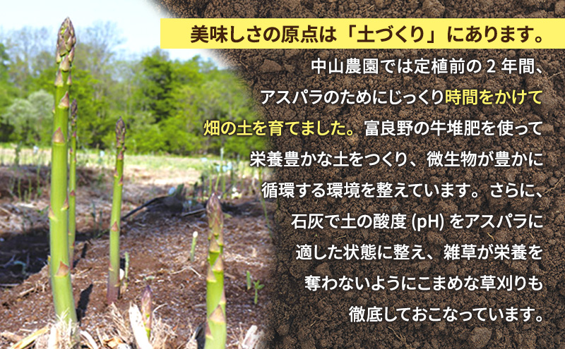 【2026年春発送】富良野産 アスパラ 約1kg 標準 (M～Lサイズ混合) 中山農園 甘い やわらかい アスパラガス アスパラ 新鮮 野菜 産地直送 北海道 富良野 ふらの
