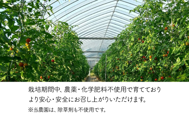 北海道 仁木町産 高糖度 ミニトマトジュース 1L×6本 [エコスイートレモン(新品種)×3本][エコスイート×3本] 無塩・無糖・保存料無添加 栽培期間中農薬・化学肥料・除草剤不使用【2025年産】 [Farm Watanabe]