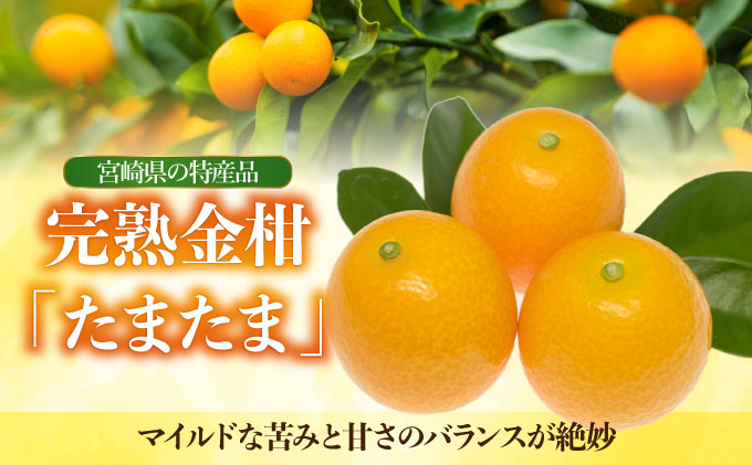 宮崎県串間市のふるさと納税  【先行予約】完熟金柑「たまたま」2kg