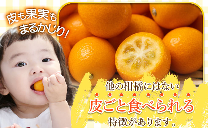 宮崎県串間市のふるさと納税  【先行予約】完熟金柑「たまたま」2kg