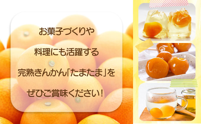 宮崎県串間市のふるさと納税  【先行予約】完熟金柑「たまたま」2kg