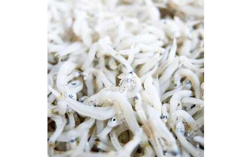 釜あげちりめんセット 1.5kg 1.5キロ タレ無し 500g×3袋 シラス 小分け おじゃこ ちりめんじゃこ ふわふわ 国産 釜揚げ しらす丼 海鮮丼 ごはん ご飯 おにぎり おかず お取り寄せ 美味しい