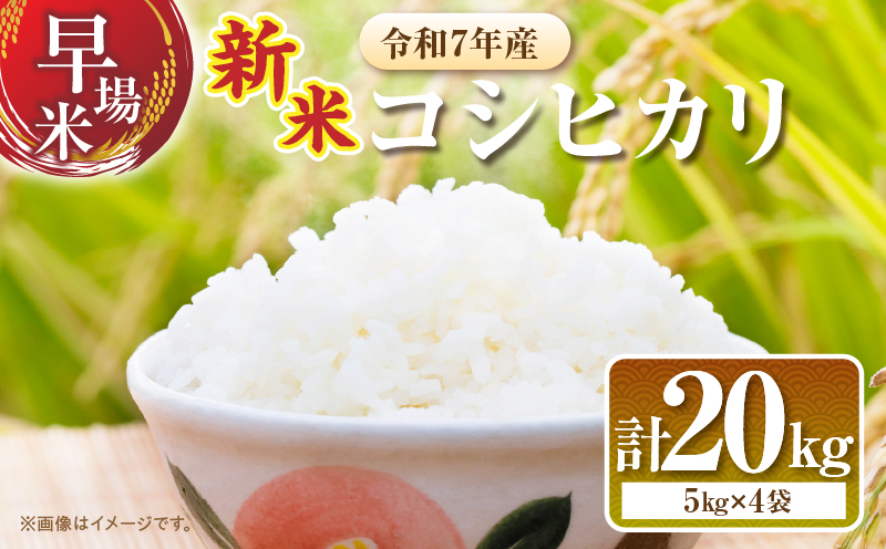 2週間以内に発送 早場米 新米 コシヒカリ 計20kg 期間限定 日南市産 お米 ご飯 ライス 国産 令和7年産 人気 食品 精米 白米 こしひかり 有洗米 おにぎり お弁当 炊き込みご飯 雑炊 ギフト 贈り物 贈答 産地直送 宮崎県 日南市 送料無料