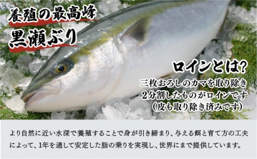 宮崎県串間市のふるさと納税 KU281-2511 ＜2025年11月発送分＞活じめ！黒瀬ぶりの生鮮ブリロイン2節（1kg前後）