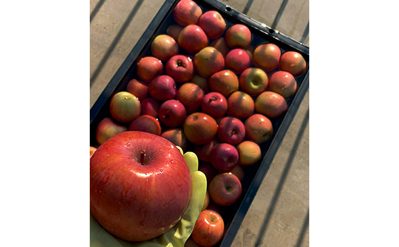 シードル 2025 甘口・辛口2本セット/ 小豆島醸造 / ふじりんご100%のお酒